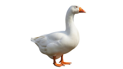 Elegant white goose PNG isolated on transparent background, waterfowl with orange beak and feet for design projects and animal themes