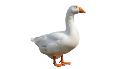 Elegant white goose PNG isolated on transparent background, waterfowl with orange beak and feet for design projects and animal themes