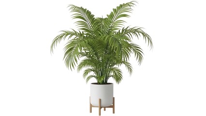 Potted Areca Palm Plant on a White Background with Wooden Stand potted plant indoor plant