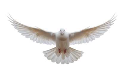 Dove with outstretched wings PNG isolated on transparent background, symbol of peace and freedom for graphic design and religious projects