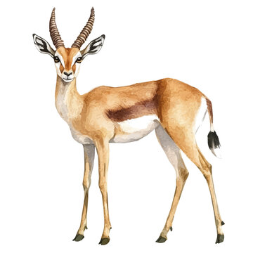 Gazelle, watercolor vector depicting playful antics, isolated on a white background.