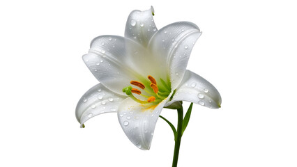 Elegant white lily flower with water droplets isolated on white background symbol of purity and spring