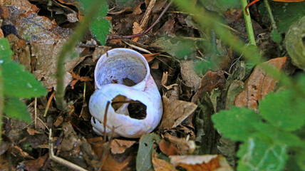 Empty snail shell on ground © Bojana