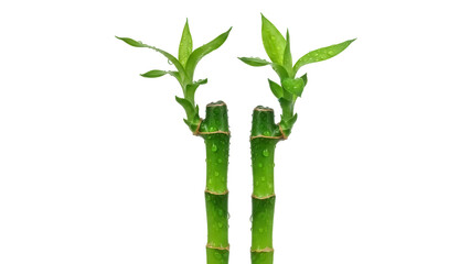 Fototapeta premium Two stems of fresh green lucky bamboo PNG isolated on transparent background, Feng Shui plant for good luck and prosperity