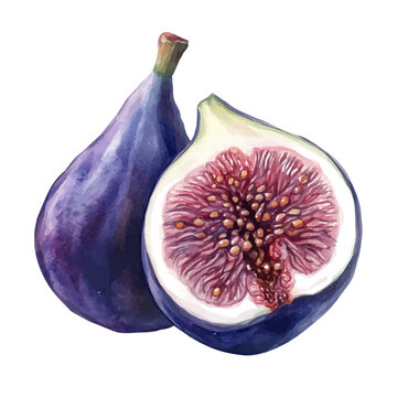 watercolor of Fig painting, isolated on a white background.
