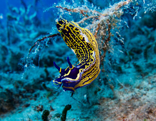 Regal sea goddess - Felimare picta