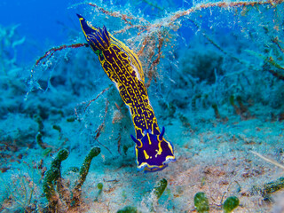 Regal sea goddess - Felimare picta