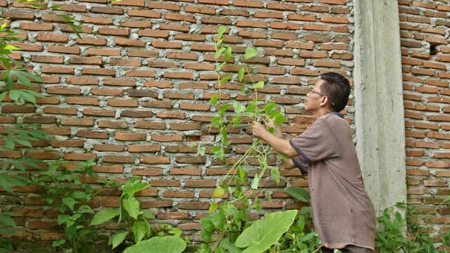 Asian man pulling wild climbing weeds on outdoor red brick wall