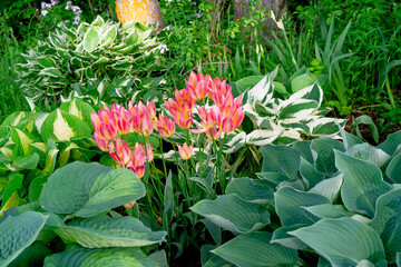 Pretty pink tulips blooming in a hosta garden.