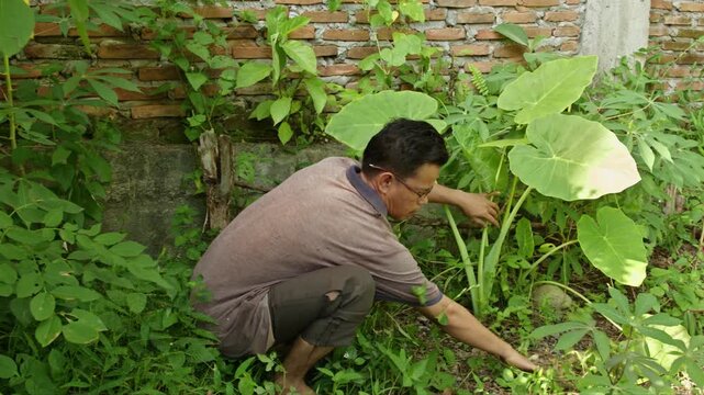 Asian man cleaning wild weeds around large green caladium plants in the backyard garden