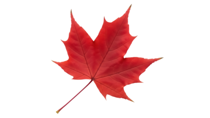 Vibrant red maple leaf isolated PNG on transparent background, autumn foliage cutout for seasonal design and educational use