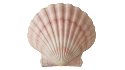 Elegant pink scallop seashell isolated PNG on transparent background, marine life object for summer vacation and coastal design