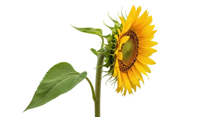 Vibrant yellow sunflower PNG isolated on transparent background, beautiful summer flower with green leaves and stem for design projects