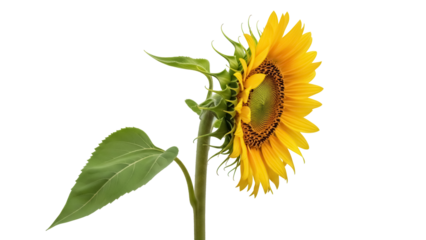 Vibrant yellow sunflower PNG isolated on transparent background, beautiful summer flower with green leaves and stem for design projects