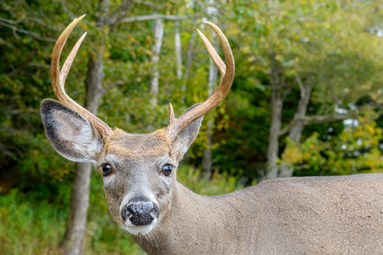 Closeup view of a young buck deer staring directly at the camera. Only head and back of deer visible. Forest in background, focus on eye.