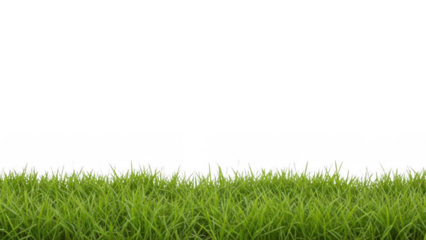 Green grass field isolated on transparent background