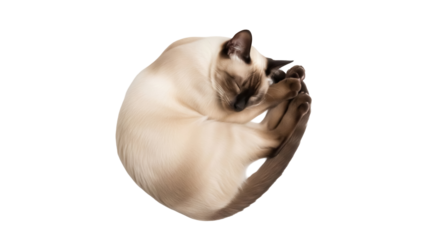 Sleeping Siamese cat PNG isolated on transparent background, curled up in a ball with paws near face, domestic animal for design use