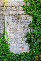 Closeup of ivy growing on an old stone wall
