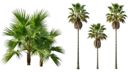 Fototapeta premium Palm trees isolated on transparent background