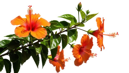 Vibrant orange hibiscus flowers isolated PNG, tropical blooms with green leaves on transparent background, floral design element © Hugo