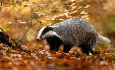 Badger close up ( Meles meles ) © Piotr Krzeslak