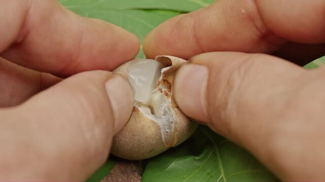 Human fingers peeling a fresh langsat fruit with green leaves background