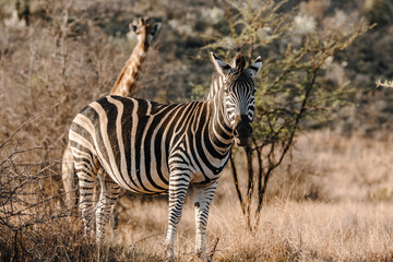 Obraz premium zebra in the wild