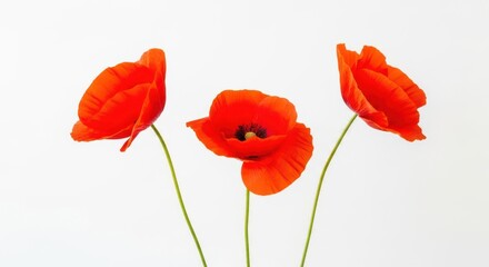 Naklejka premium Three Vibrant Red Poppies White Background