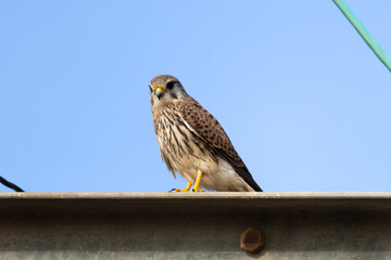 Close-Up Portrait of a Common Kestrel (Falco tinnunculus)