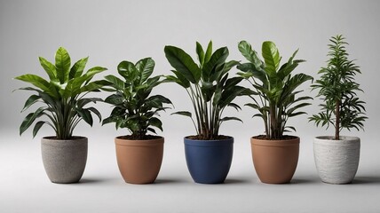 A collection of five elegant indoor plants in stylish pots, showcasing a vibrant green palette against a minimalist backdrop.