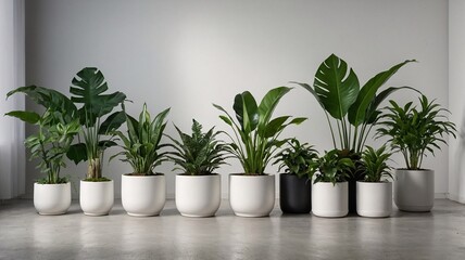 A collection of lush indoor plants in sleek white and black pots, creating a serene and modern ambiance.