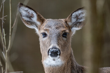 Obraz premium White-tailed deer portrait 