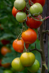Red and green ripening edible tomatoes fruits hanging on tomato plant, tasty and healthy lifestyle ingredient for cooking