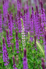 Obraz premium Salvia nemorosa the woodland sage beautiful bright color purple blue flowers in bloom, Balkan clary flowering plants in garden