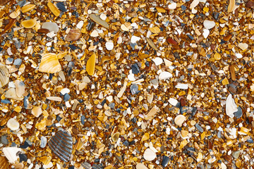 Natural seashell fragments forming bright coastal background