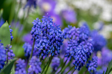 Muscari armeniacum ornamental springtime flowers in bloom, Armenian grape hyacinth flowering blue plants in the garden