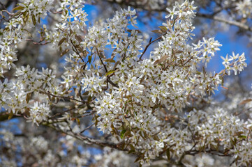 Amelanchier lamarckii deciduous flowering shrub, group of snowy white petal flowers on branches in bloom