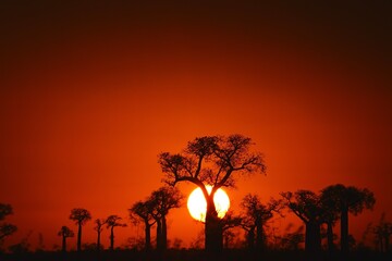 Coucher de Soleil des Baobabs