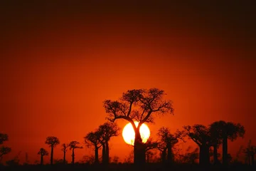 Fotobehang Diep Rood Coucher de Soleil des Baobabs  © ERIC RAMIARAMANANA