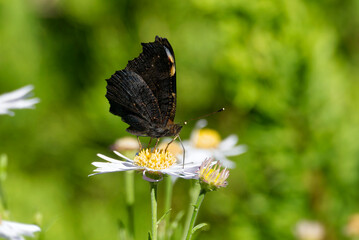 European peacock butterfly (Aglais io) sitting on a daisy in Zurich, Switzerland