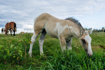 Obraz premium A small, light-colored foal eats grass in a meadow against a cloudy backdrop. Adult horses are in the background.