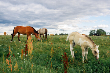 Obraz premium A small light-colored foal nibbles grass in a meadow. Adult horses are in the background.