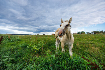 Fototapeta premium A small light-colored foal grazes in a grassy meadow against a cloudy landscape.