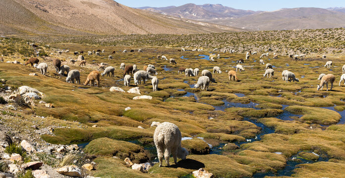 Alpakas in den Anden in Peru