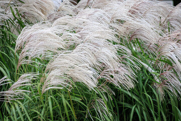 The fuzzy stems of Chinese silver grass, Miscanthus sinensis, growing in an urban flowerbed.
