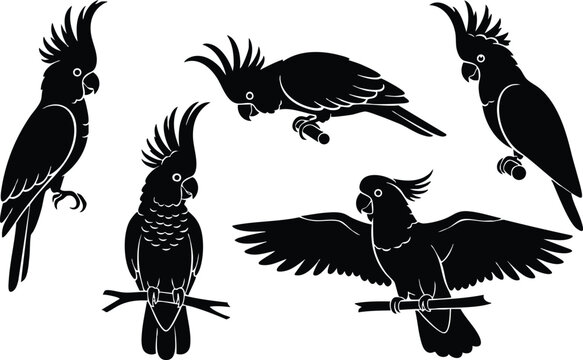 Silhouette vector set close up five cockatoos perched flying with raised crests one looking at camera isolated white background bold high contrast minimal icon style collection