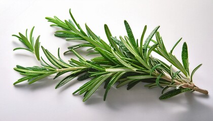 Fototapeta premium fresh rosemary sprig on a white background