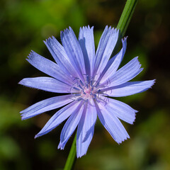 Medicinal plant chicory, Cichorium L.
Chicory grows on the roadsides as a weed. It is used in alternative medicine.
