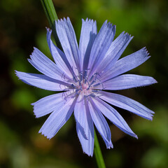 Medicinal plant chicory, Cichorium L.
Chicory grows on the roadsides as a weed. It is used in alternative medicine.
