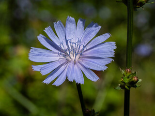 Medicinal plant chicory, Cichorium L.
Chicory grows on the roadsides as a weed. It is used in alternative medicine.
